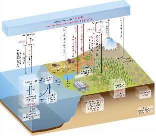 carbon cycle